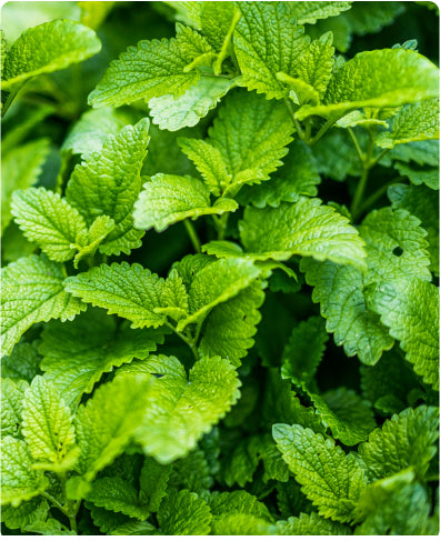 Natrol uses clean ingredients