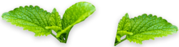 Green Leaves